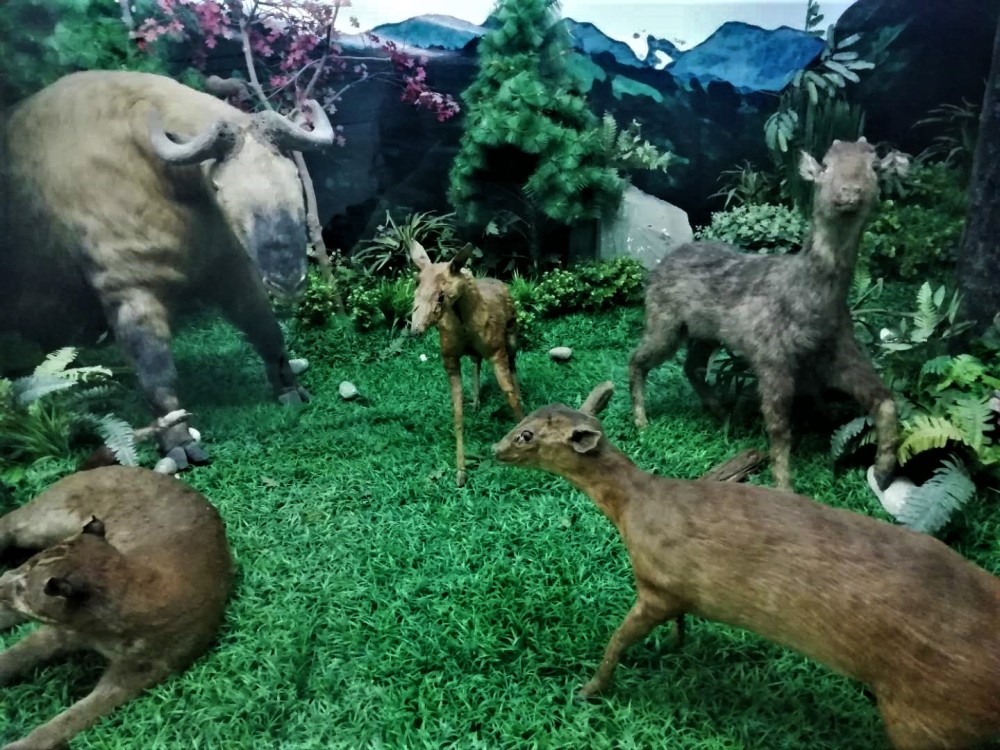 The Magic of Bad Chinese Taxidermy